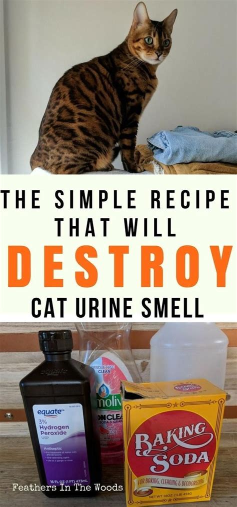 How To Remove Cat Urine Smell From Concrete Remove Dog and Cat Urine Odor from Concrete: 3 Easy Steps!